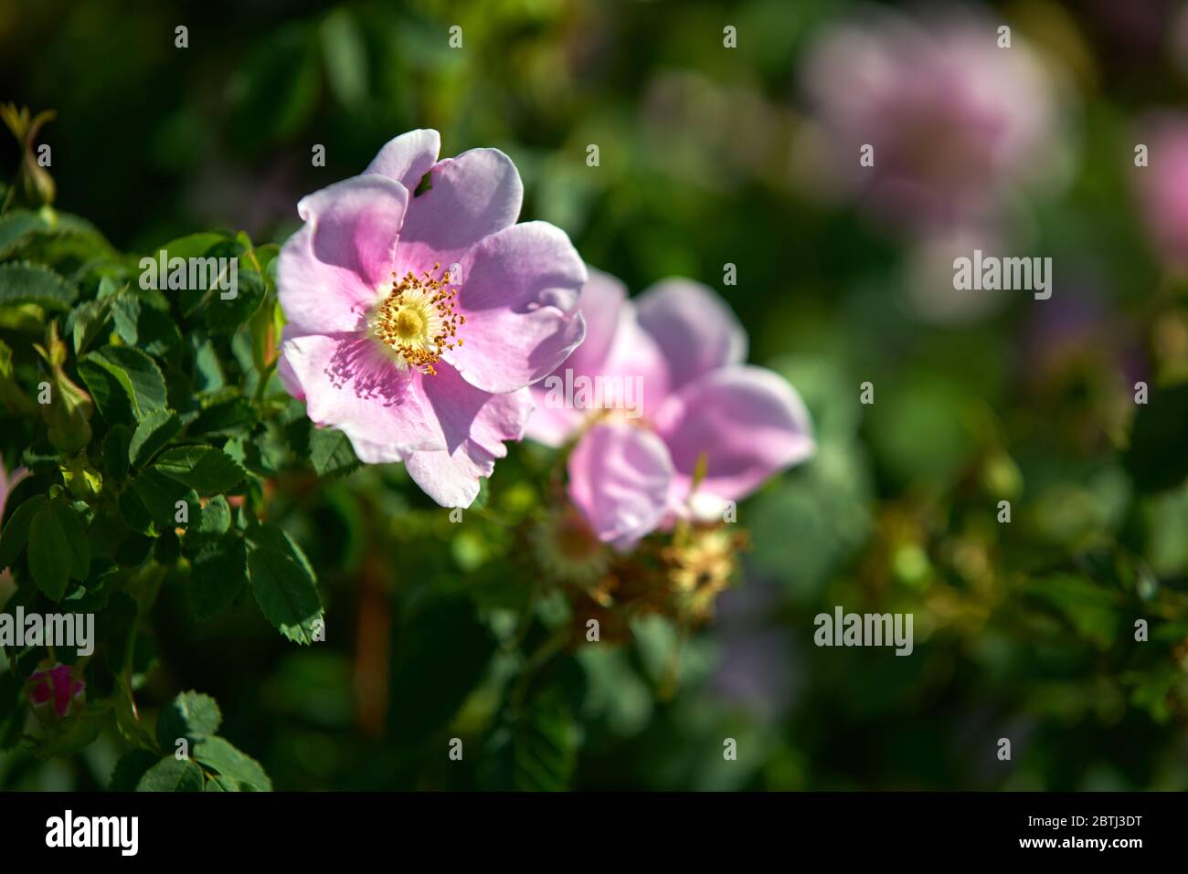 Rose Hip Blossom. Wilde Rose Hüftblüte im Sonnenschein. Stockfoto