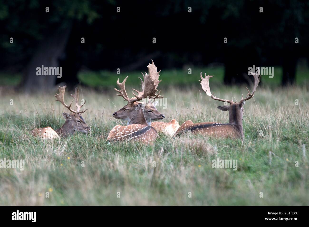 Damhirsche im Herbst Stockfoto