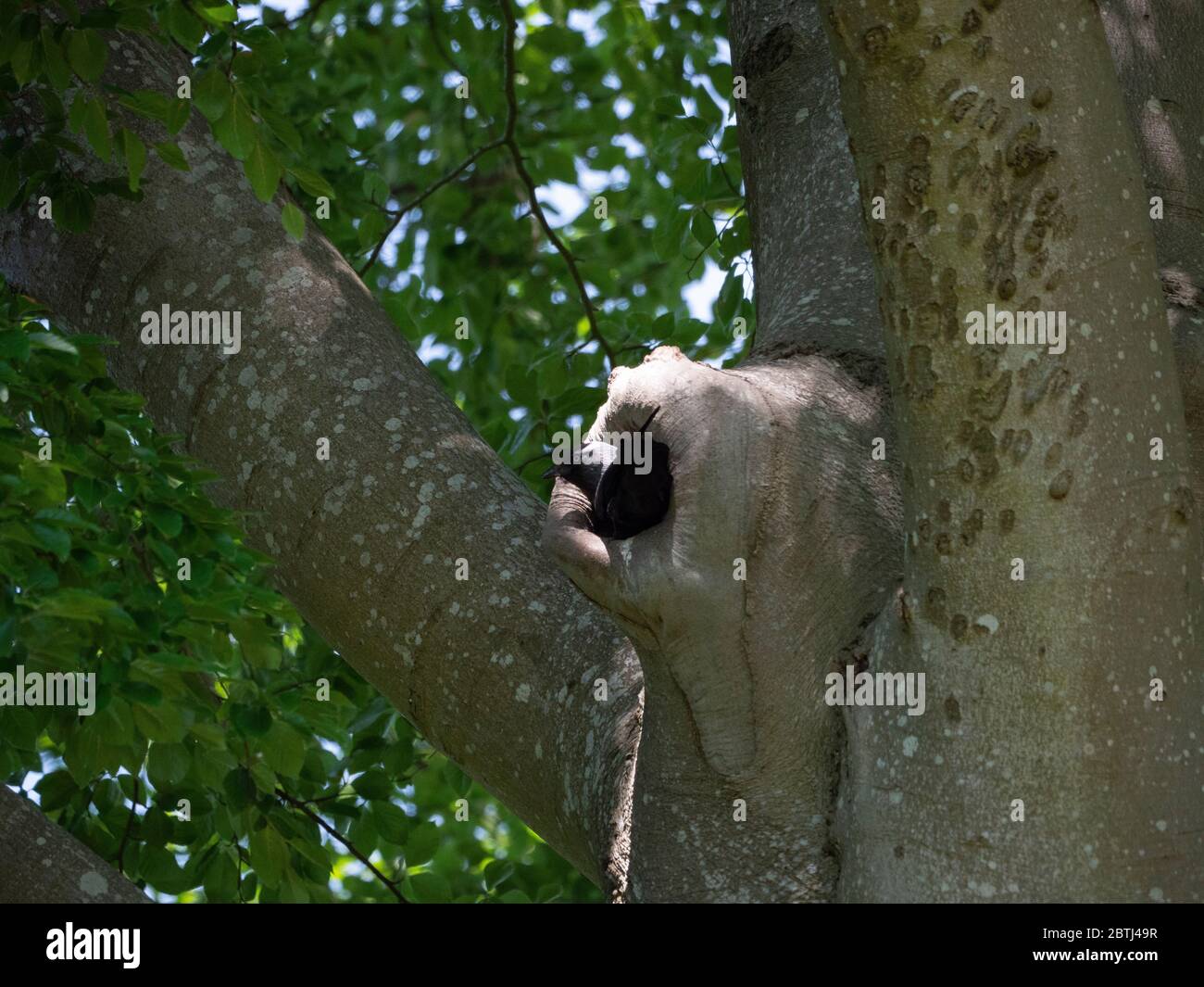 Erwachsene Rook im Eingang zum Nest in großen Buchenbaum. Stockfoto