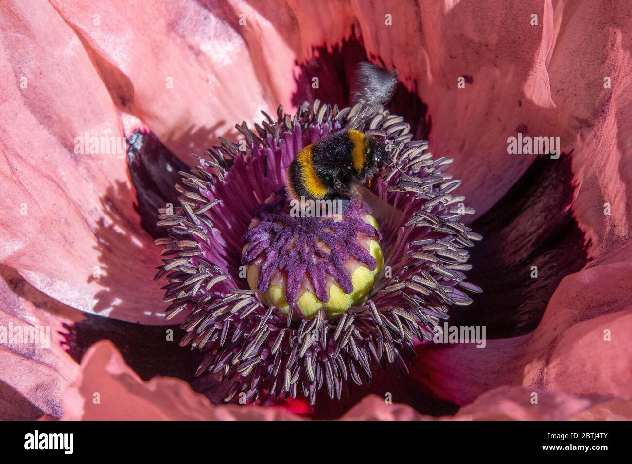 Biene in einem britischen Garten. Büffelschwanzbiene sammelt Pollen auf einem rosa / pfirsichfarbenen orientalischen Mohn Stockfoto