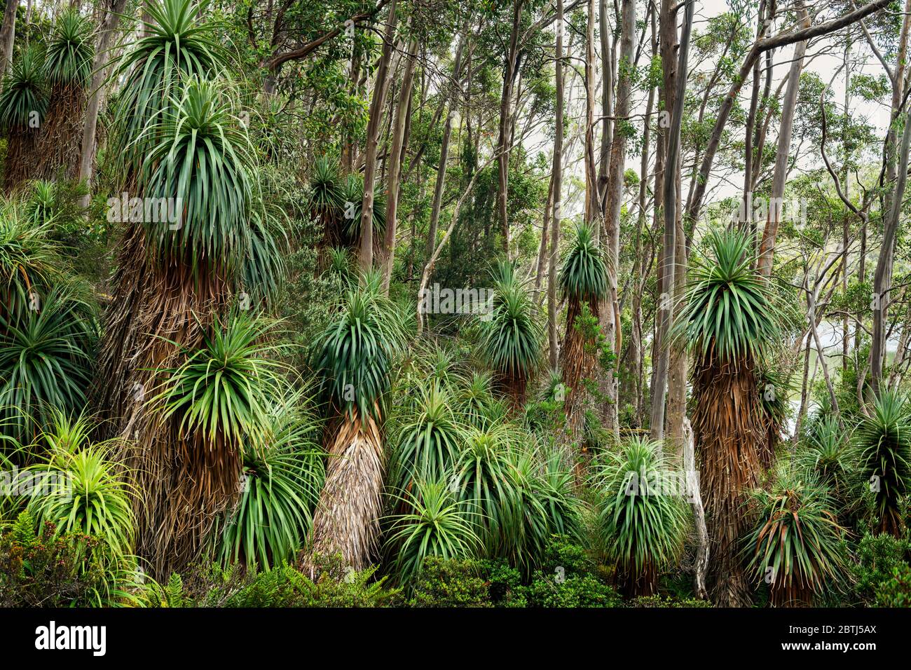Pandanus Grove in den Bergen Tasmaniens. Stockfoto