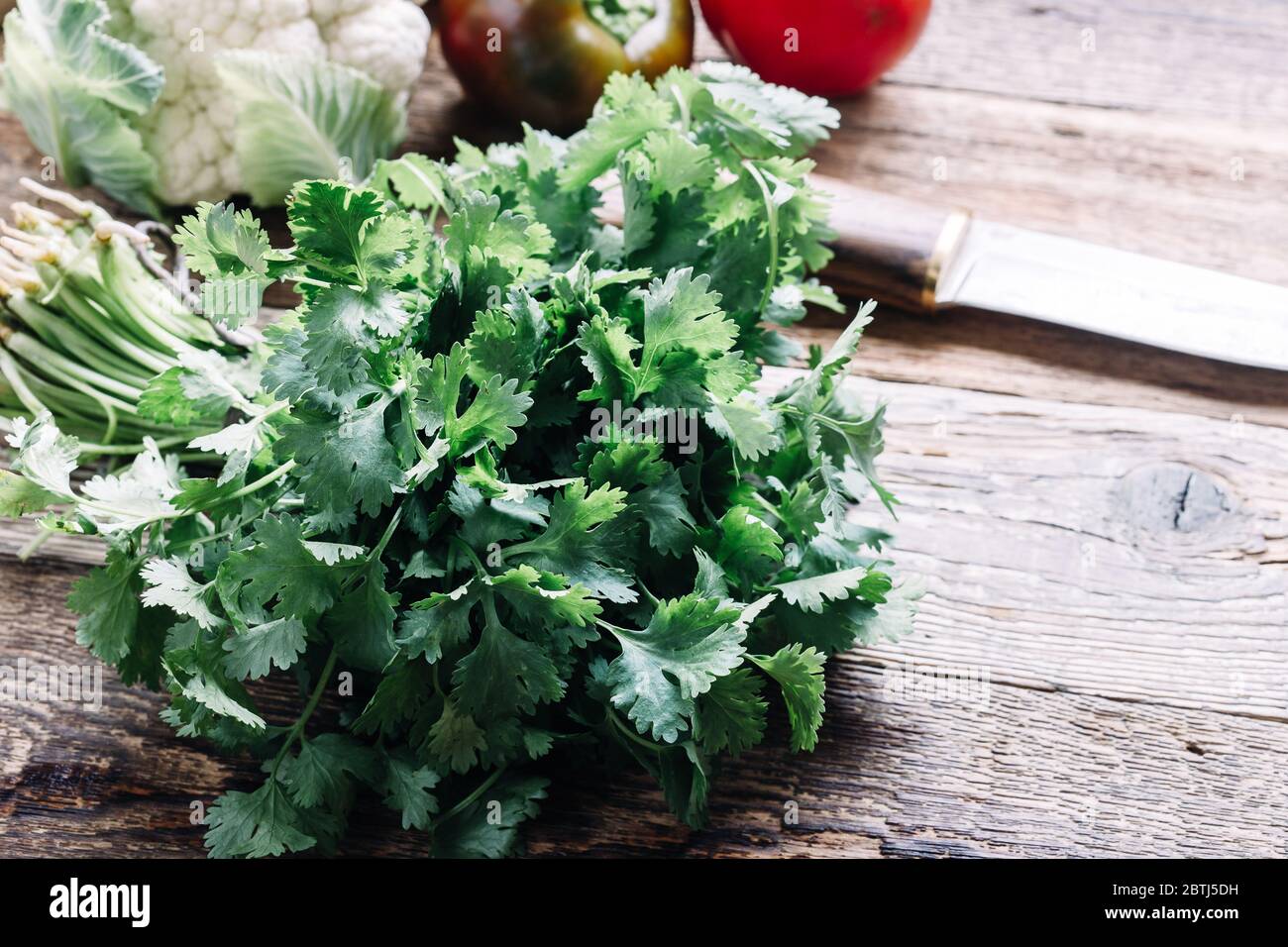 Frisches Bio-Koriander-Kraut auf rustikalem Holztisch, nachhaltiges Leben, gesunde Ernährung, pflanzliche Lebensmittel, Zutaten für das Kochen Stockfoto