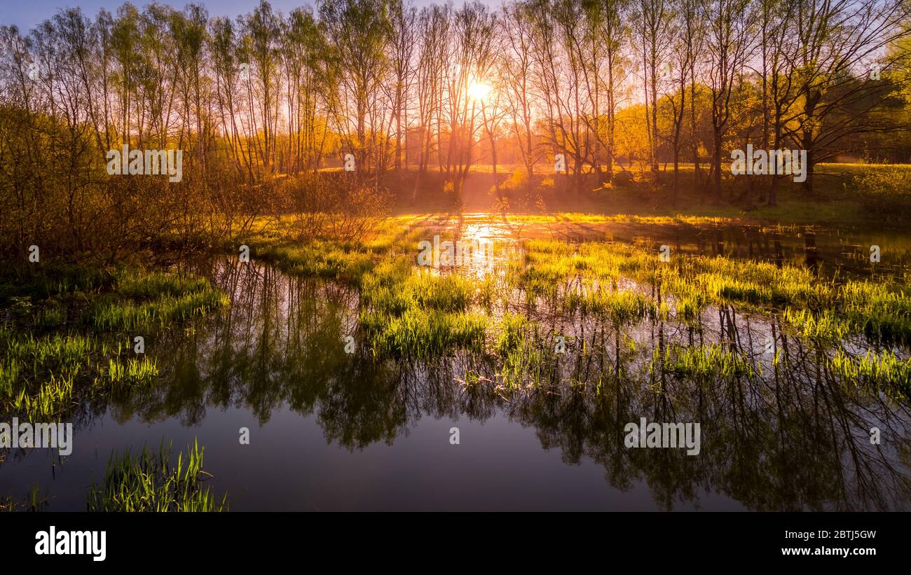 Sonnenaufgang oder Sonnenuntergang auf einem Teich mit jungen grünen