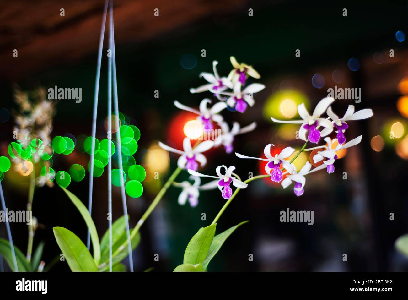 Vor Neonlichtern hängt eine lila-weiße Orchidee Stockfoto