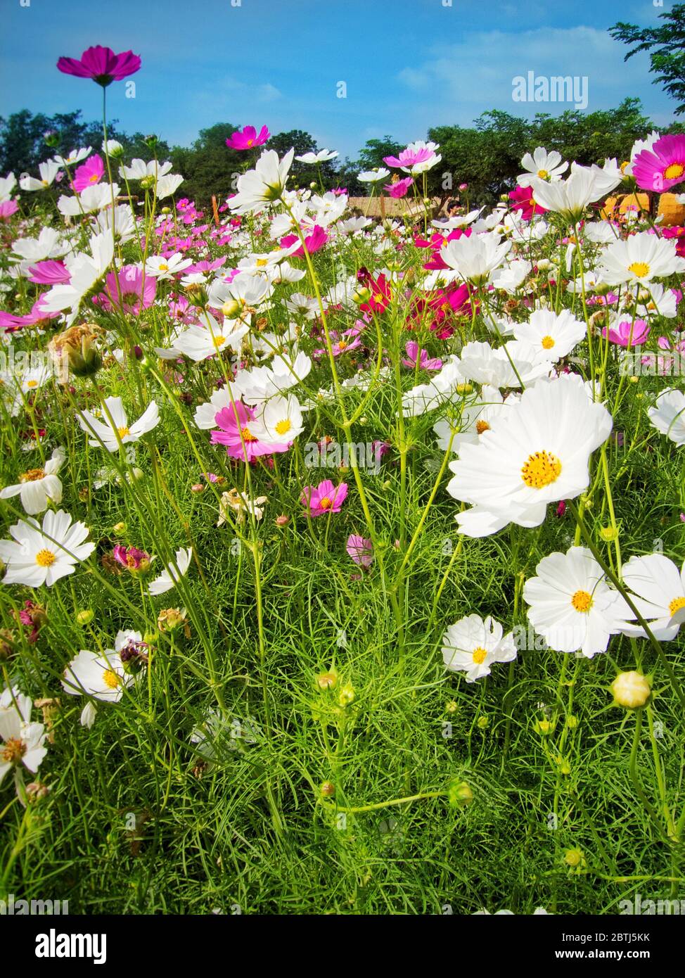 Blume in jim thompson Farm Stockfoto