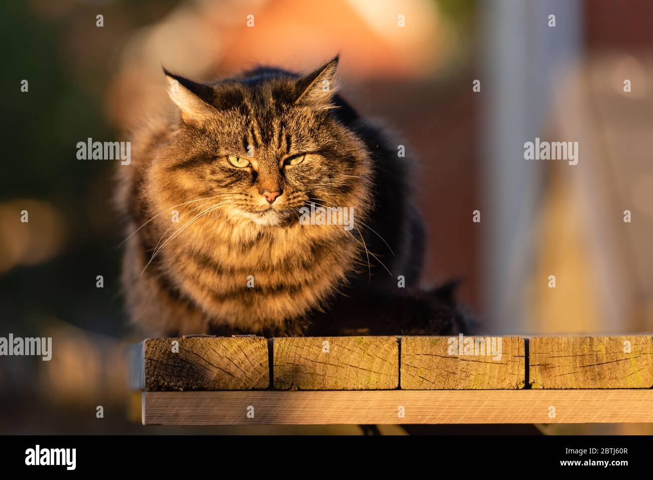 Gestromte Katze auf dem Gartenpodium bei spätem Sonnenschein x Mai 2020 Stockfoto