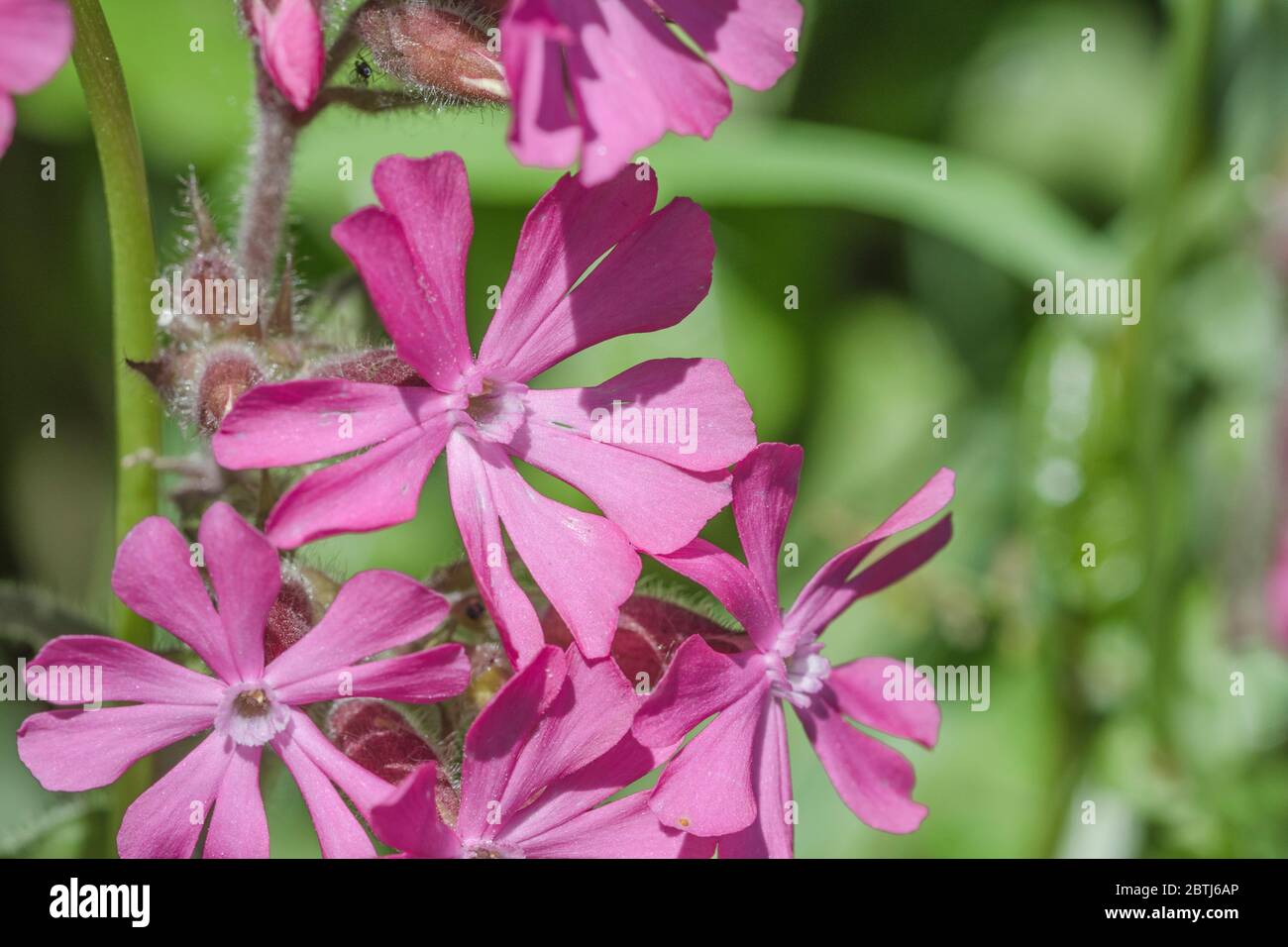 Schließen Makroaufnahme der rosa Blüten von Red Campion / Silene dioica im Sommer Sonnenschein. Gewöhnliches Heckengraskraut in Großbritannien. Stockfoto