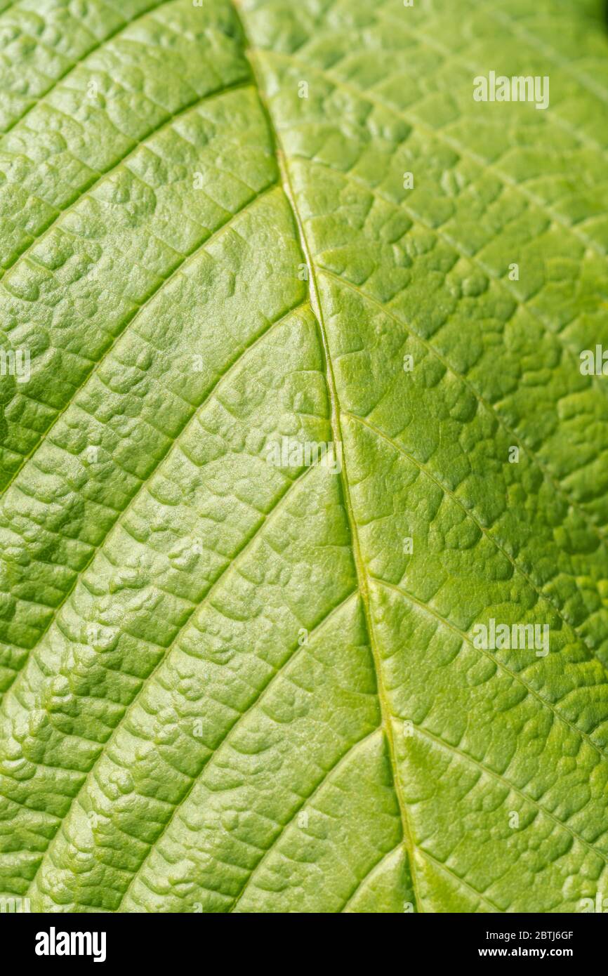 Makroaufnahme der Oberfläche eines Horse Chestnut / Aesculus hippocastanum Baumes im Sonnenlicht, mit Blattadern und Struktur. Abstraktes Blatt. Stockfoto