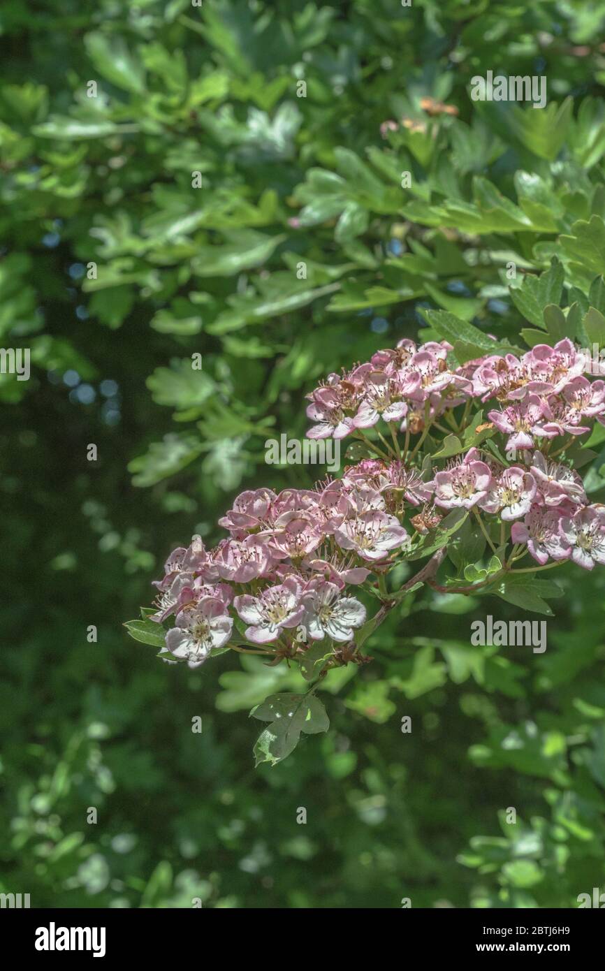 Pink Flowers Growing In A Tree Stockfotos und bilder Kaufen Alamy