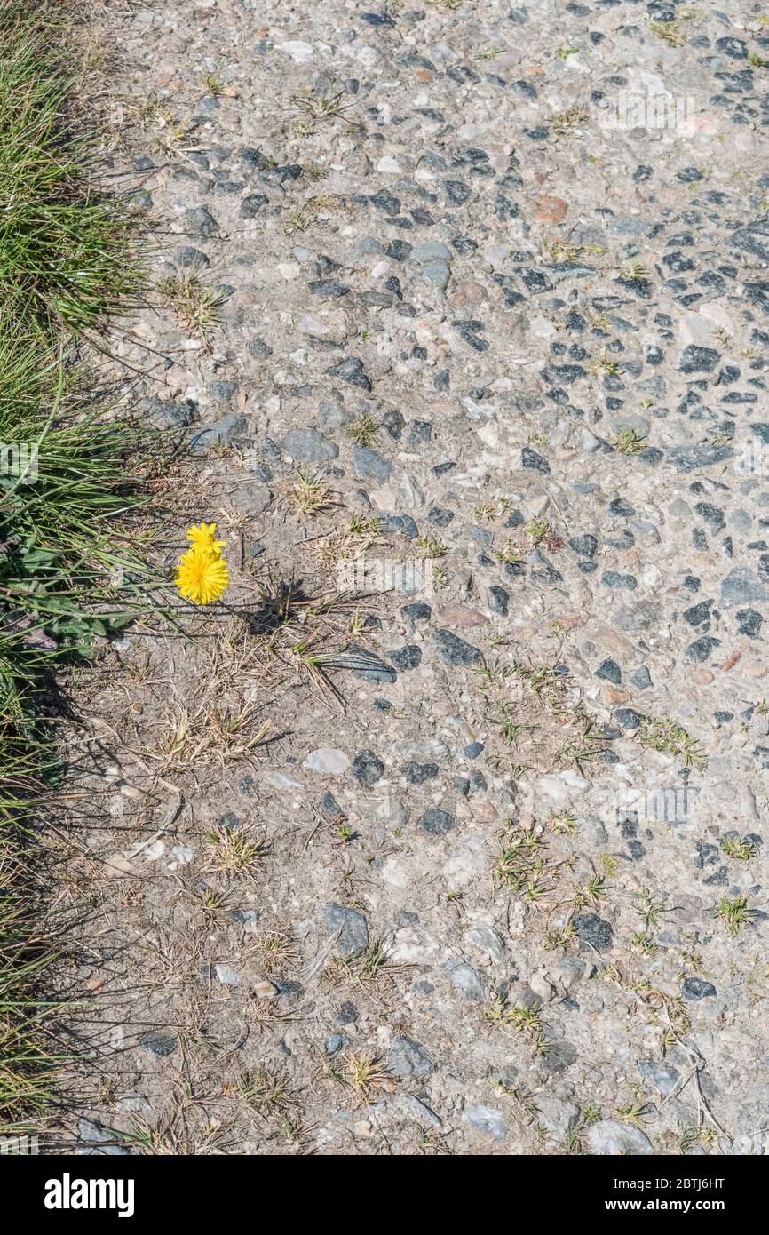 Löwenzahn / Taraxacum officinale Blüten neben Land Schotter Fußweg. Blätter essbar als Futter, Kaffee aus Wurzeln, Marmelade & Wein c. Blumen Stockfoto
