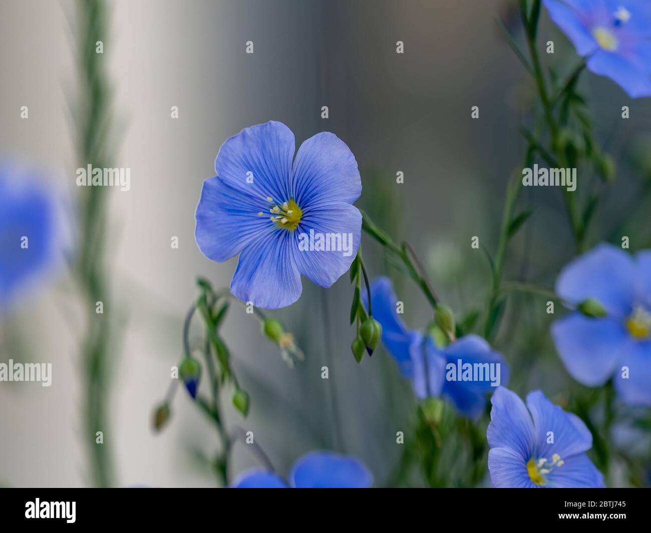 Blaue Blüten wachsen in der Natur mit einem weichen grauen Hintergrund und grünen Stielen und Blättern. Stockfoto