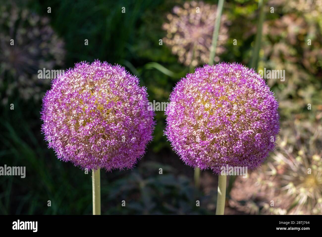 Riesenallium Gladiator in lila Stockfoto