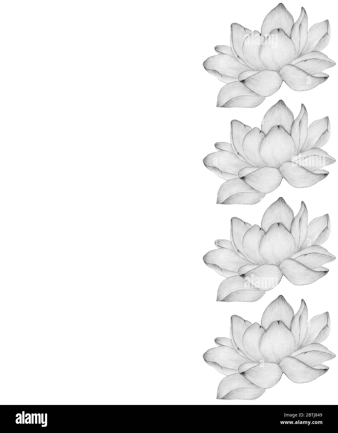 Rahmen mit monochromen Lotusblumen- und Kopierraum, Blumenkarte Dekoration mit blühenden Seerosenblumen, realistische Bleistift Zeichnung Illustration Stockfoto