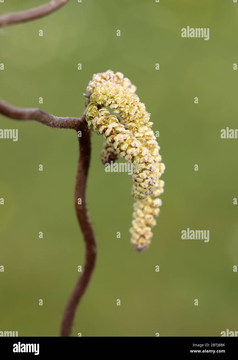 Männliche Korkenzieher Hasel Blumen Corylus Avellana Contorta Stockfoto