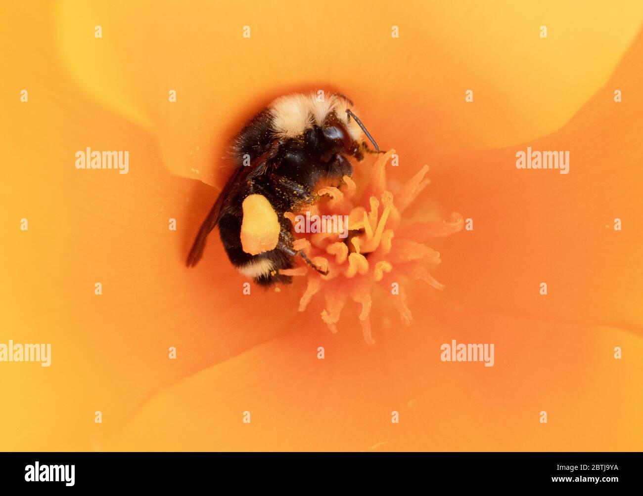 Gelbgesichtige Bumblebee (Bombus vosnesenskii) auf Nahrungssuche in California Poppy Flowers, Oregon Coast Stockfoto