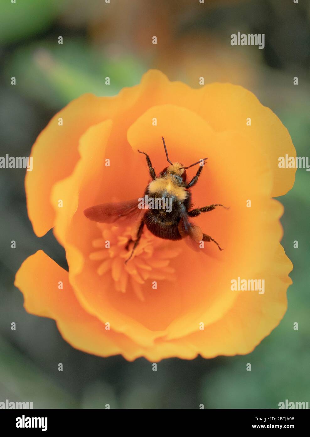 Gelbgesichtige Bumblebee (Bombus vosnesenskii) auf Nahrungssuche in California Poppy Flowers, Oregon Coast Stockfoto