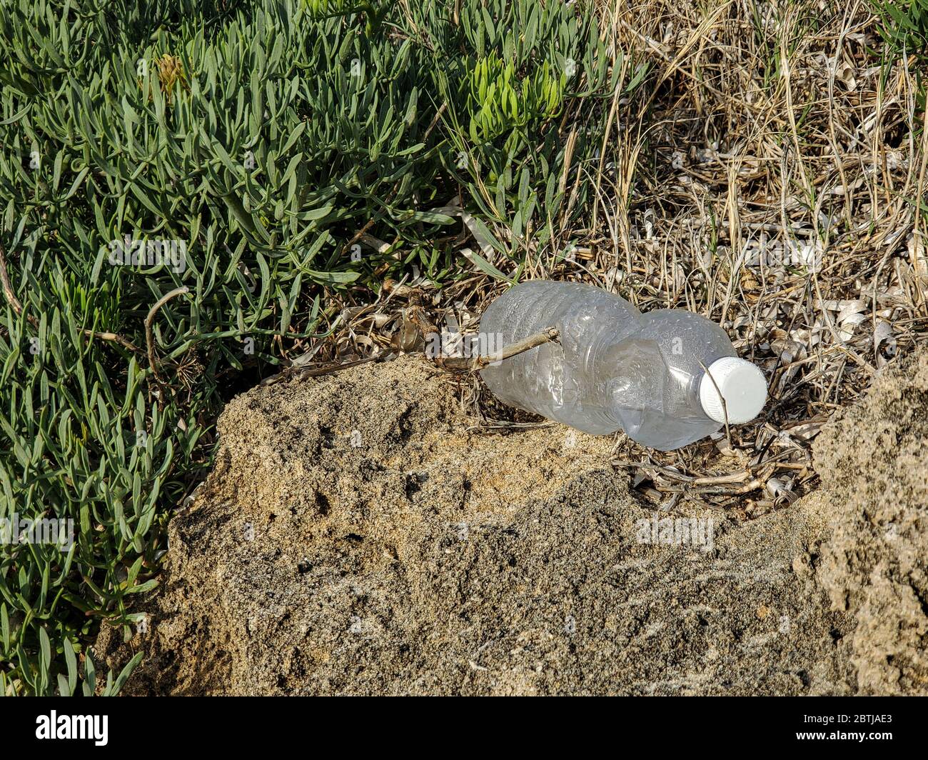Plastikflaschen Abfall auf Meerespflanzen Ökosystem, Meeresmüll kontaminierten Lebensraum Stockfoto