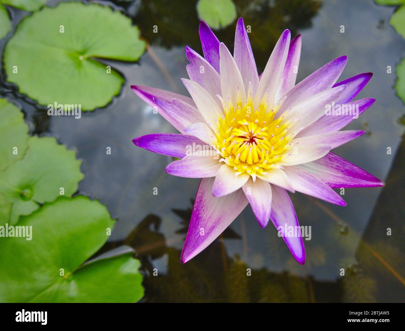 Lila Lotusblüten, gelbe Staubblätter in den Lila Lotusblüten, gelbe Staubblätter im Lotusteich während des Tages. lotusteich während des Tages. Stockfoto