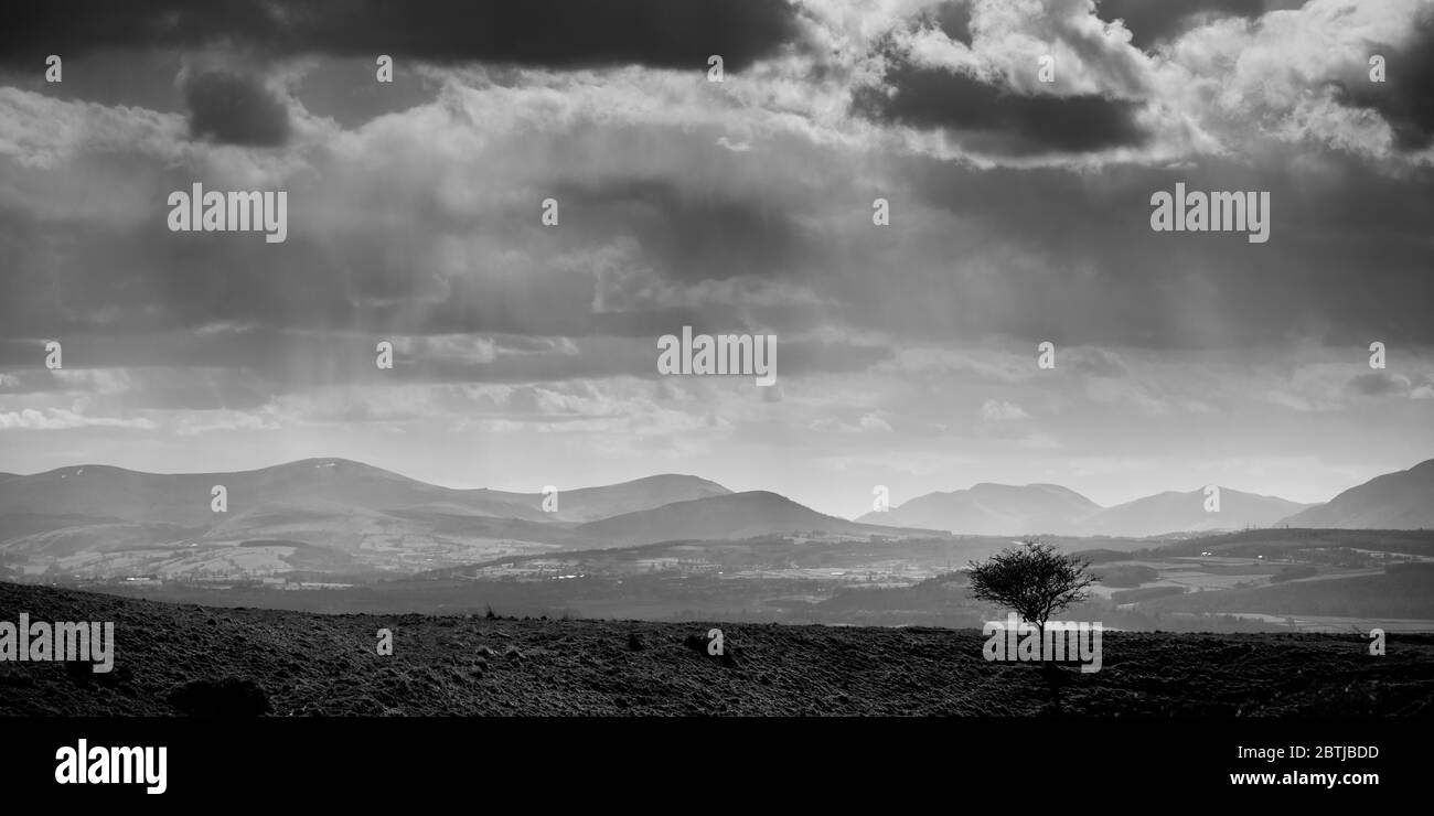 Ein isolierter Baum auf einem windgepeitschten Hügel, der über das Eden Valley bis zu den Penines, England, blickt Stockfoto