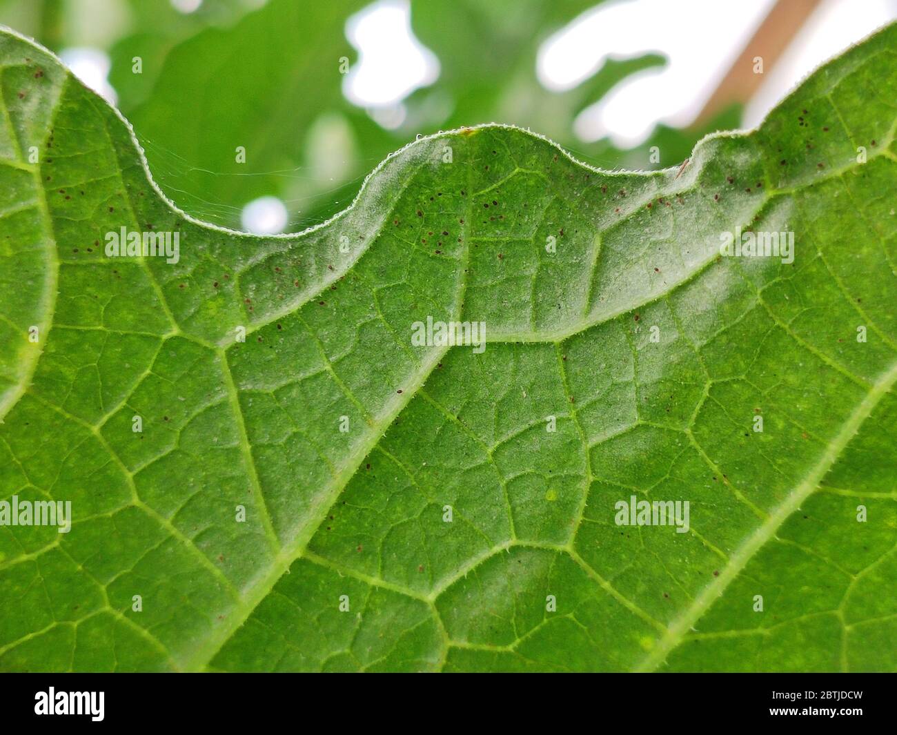 Rote Milbe auf grünen Melonenblättern Stockfoto