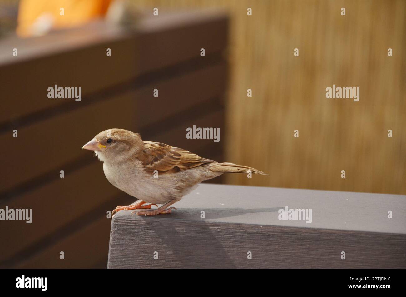 Der Haussperling ist ein Vogel der Spattenfamilie Passeridae, der in den meisten Teilen der Welt gefunden wird Stockfoto