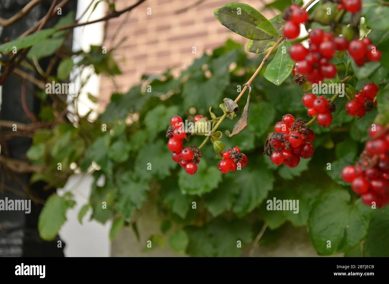 Cranberries Baum an der Straße. Cranberries sind eine Gruppe immergrüner Zwergsträucher oder nachlaufende Reben der Untergattung Oxycoccus der Gattung Vaccinium. Stockfoto