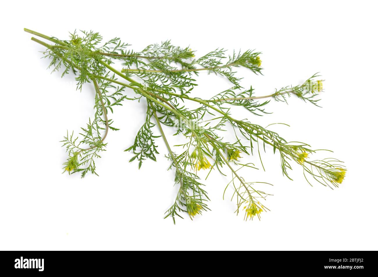 Descurainia oder Tansymustarde auf weißem Hintergrund isoliert. Stockfoto