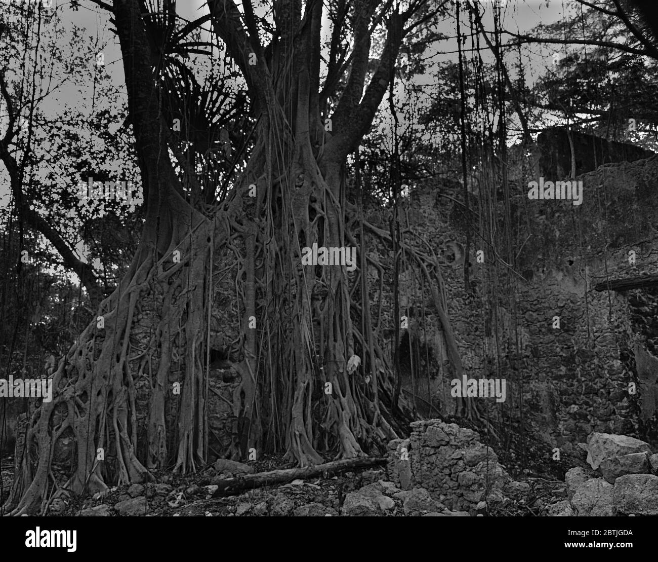 Schwarz-Weiß-Foto von dicken überwucherten Wurzeln als der Wald das Gebiet zurückfordert, Campeche Mexiko Stockfoto