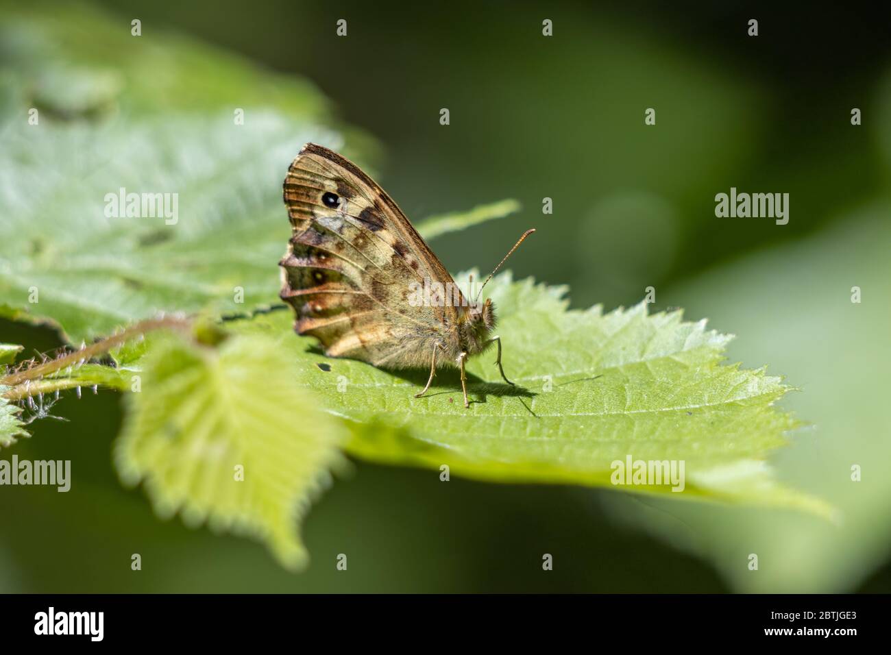 Gesprenkelte Schmetterling (Pararge aegeria) sitzt auf einem Blatt in der Frühlingssonne Stockfoto