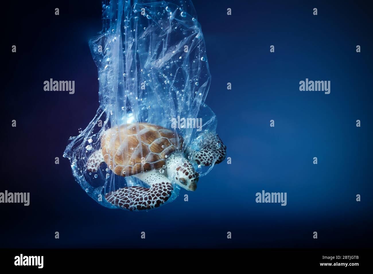 Schildkröte in Plastikbeutel im Ozean. Problem mit der Verschmutzung durch Plase. Tageskonzept der Weltmeere. Umweltkonzept. Stockfoto