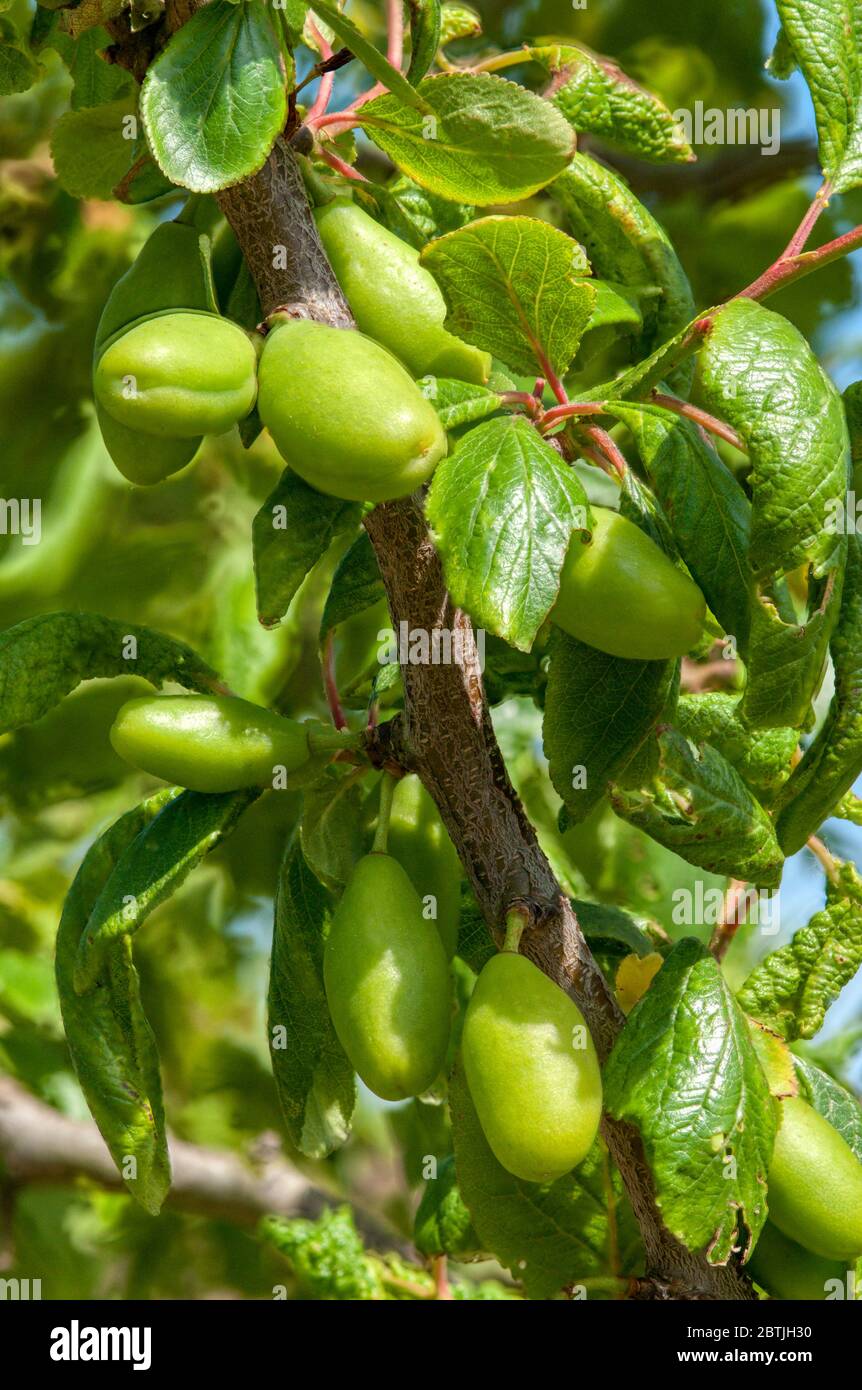 Frucht entwickelt sich auf Pflaumenbaum, Prunus domestica 'Burbank Giant Prune' im Mai, vor Juni Tropfen. Stockfoto