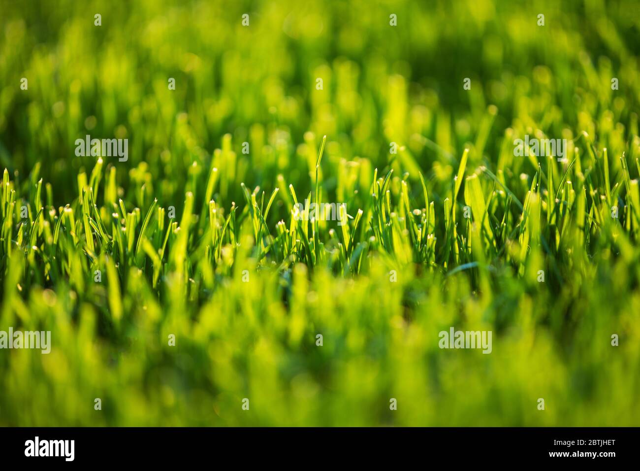 Kurzer Schnitt Rasen Gras Nahaufnahme. Natur Grün Hintergrund. Gartenbau. Stockfoto