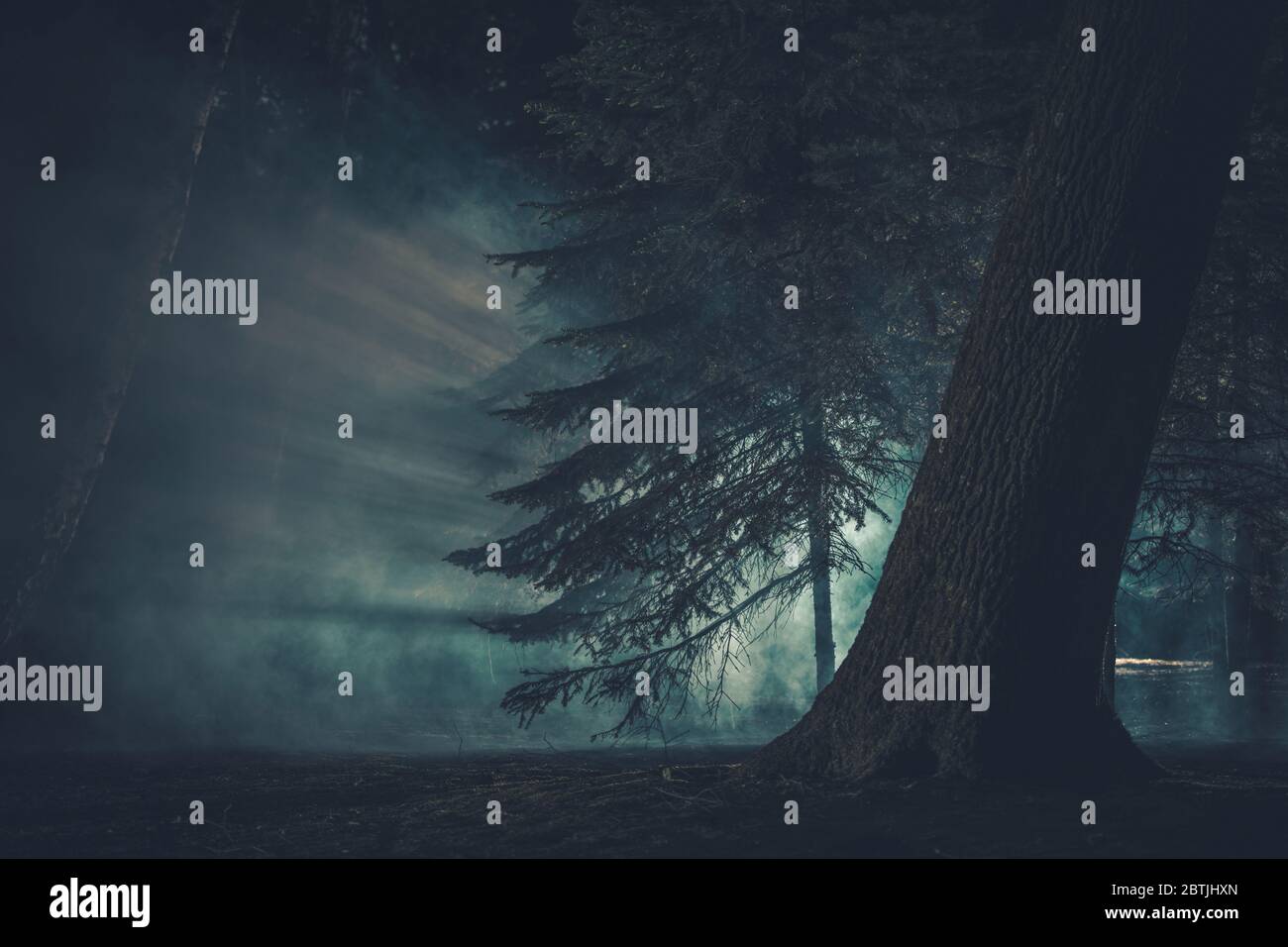 Dunkler geheimnisvoller Wald, bedeckt von seltsamem Nebel. Gruseliges Halloween Woodland Konzept. Stockfoto