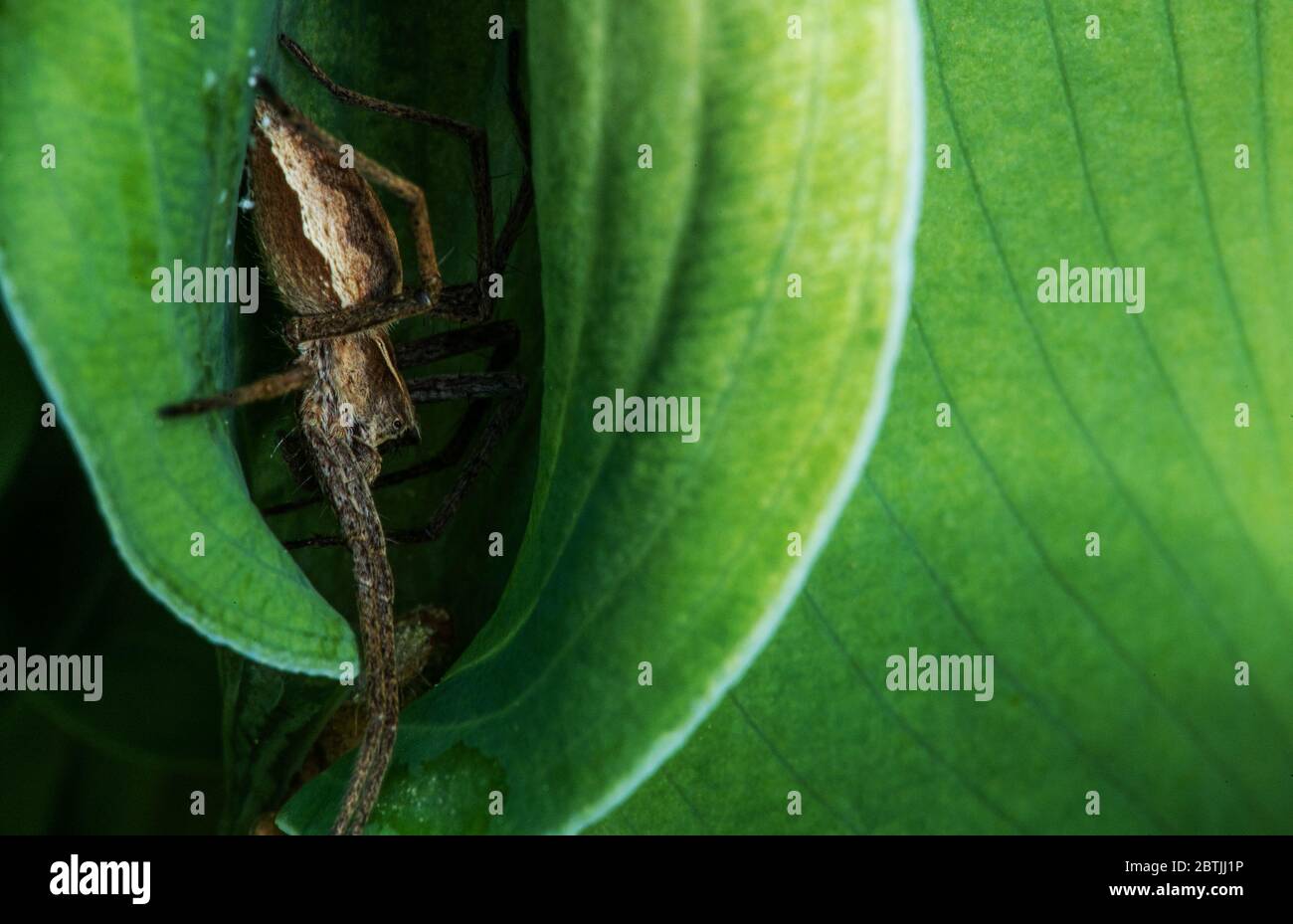 Thema „Arthropoden“. Gartenspinne Bedeckt Sich Im Inneren Des Großen Blattes Stockfoto