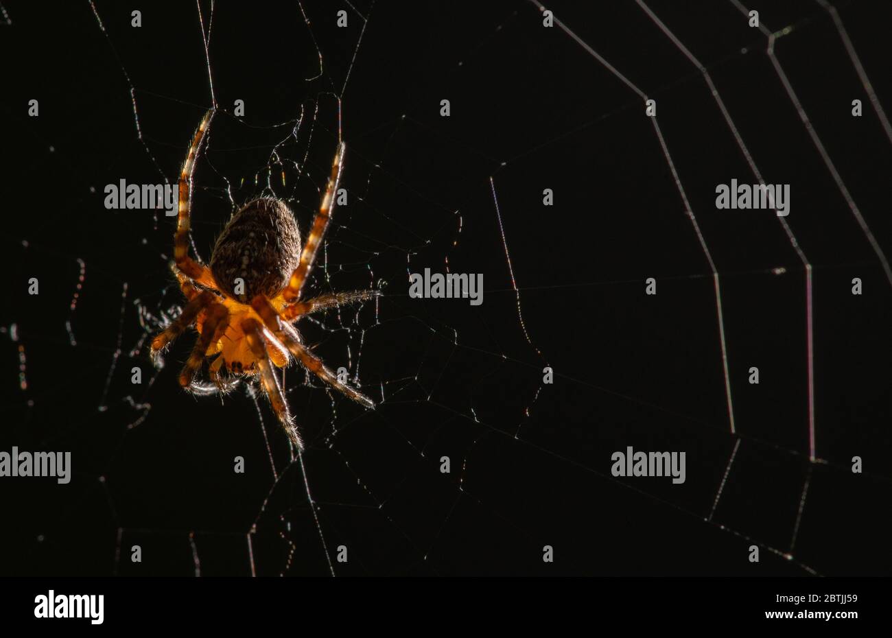Kleine Spinne auf kreisförmigem Spinnennetz wartet auf Beute in der Nacht. Makro Nahaufnahme Foto. Stockfoto