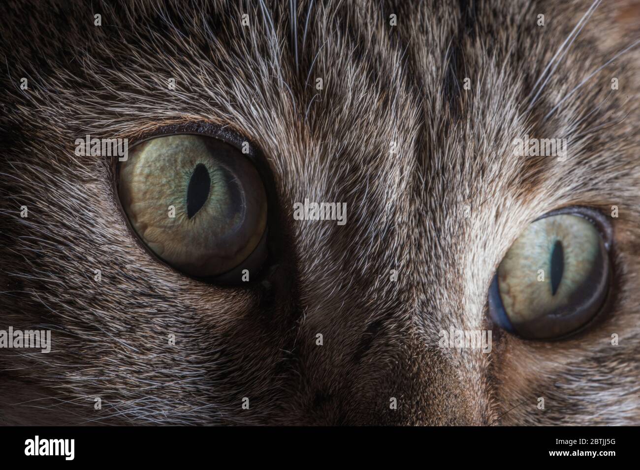 Thema Domestizierte Tiere. Haus Katze Augen Detaillierte Nahaufnahme Makro Foto. Die Katze Felis Catus ist eine heimische Art von kleinen fleischfressenden Säugetieren. Stockfoto