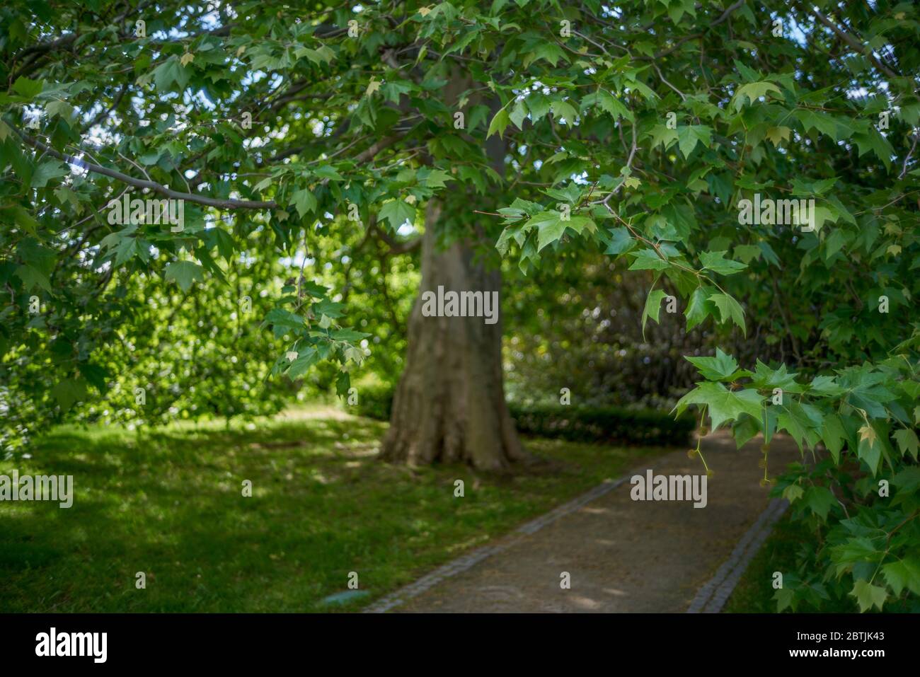 Alte Platanus acerifolia Wroclaw Ostrow Tumski Altstadt Stadtzentrum Niederschlesien Polen Stockfoto