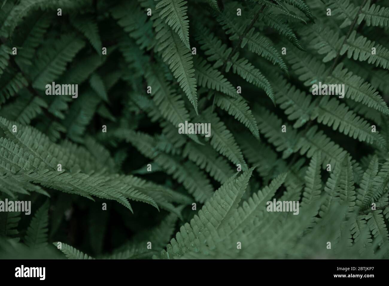 Farn hinterlässt Hintergrund. Die grünen Blätter des Busches. Freier Speicherplatz. Grüne wilde Vegetation in der Natur für Natur Thema Hintergrund-Design. Laubpflanze in Stockfoto