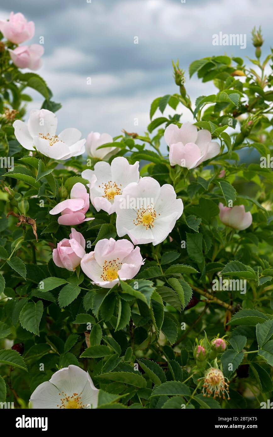 Rosa canina rosa Blütenstand Stockfoto