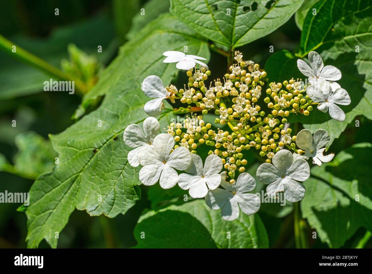 Wacholderrose / Schneeballbaum / Europäischer Kranzbusch / Wasserelder (Viburnum opulus), Nahaufnahme von weißen Blüten und Blättern Stockfoto