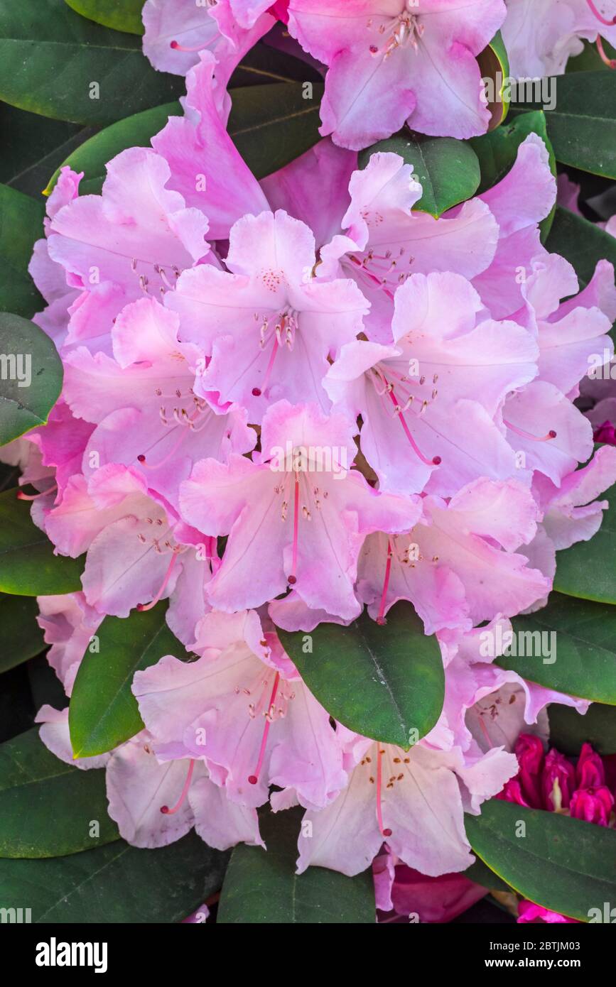 Rhododendron Comte du Parc / Rhododendron yakushimanum Conte du Parc, Nahaufnahme von rosa Blüten im Frühjahr Stockfoto