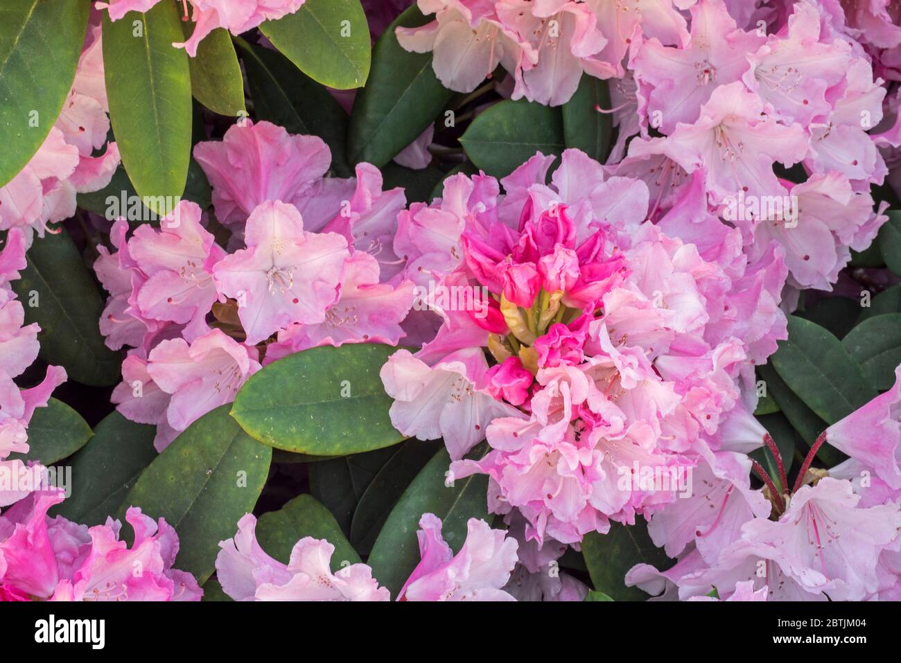 Rhododendron Comte du Parc / Rhododendron yakushimanum Conte du Parc, Nahaufnahme von rosa Blüten im Frühjahr Stockfoto