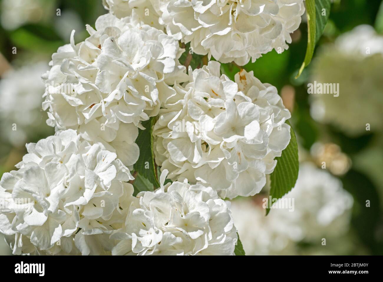 Viburnum plicatum Thunbergs Original / Viburnum tomentosum steril, Nahaufnahme weißer Blüten im Frühjahr Stockfoto