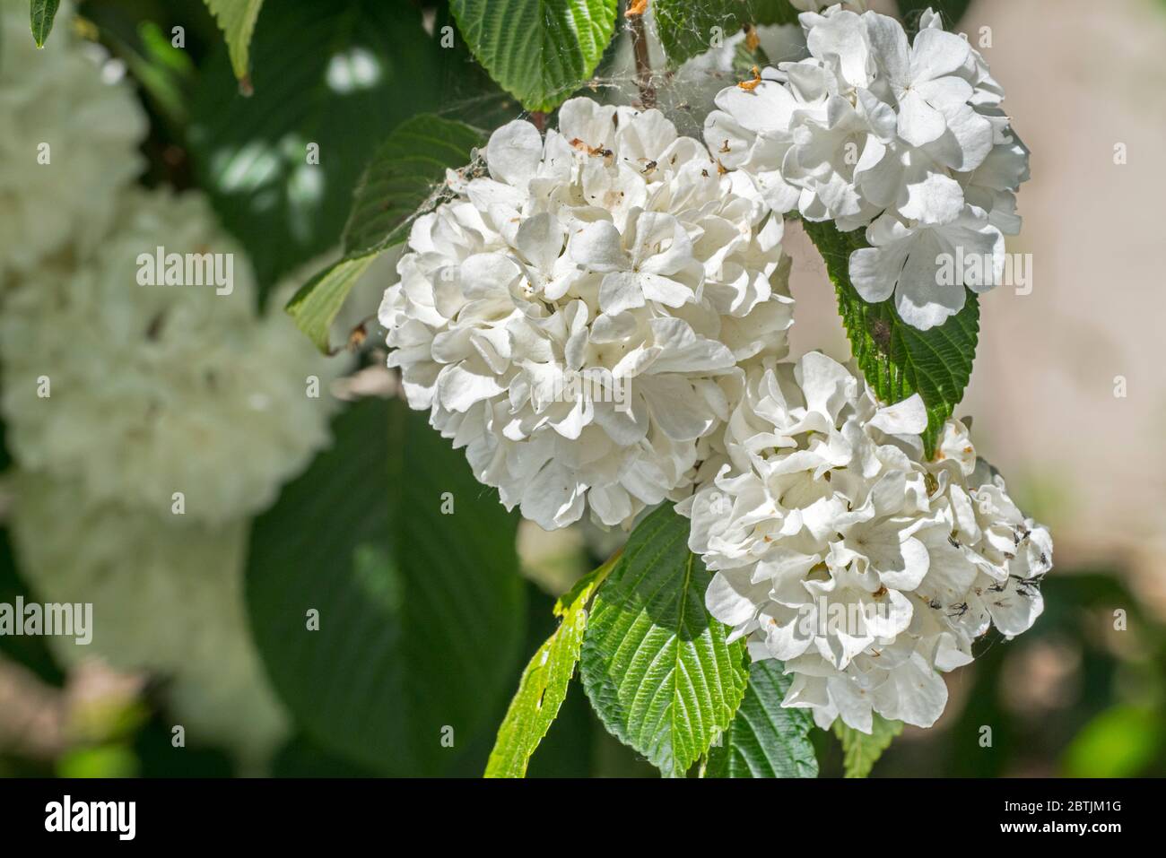 Viburnum plicatum Thunbergs Original / Viburnum tomentosum steril, Nahaufnahme weißer Blüten im Frühjahr Stockfoto