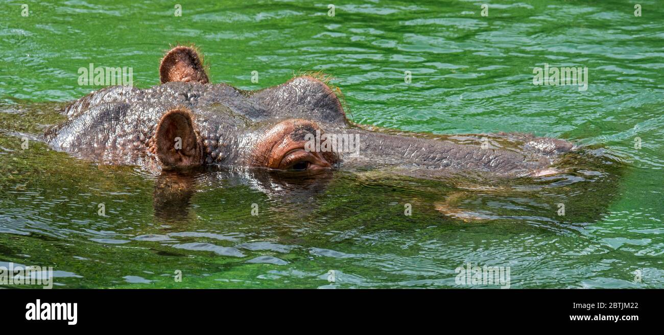 Untergetaucht gemeinsame Nilpferd / Flusspferd (Hippopotamus Amphibius) um durch Atmen auftauchen ausgesetzt Nase im Wasser des Flusses Stockfoto