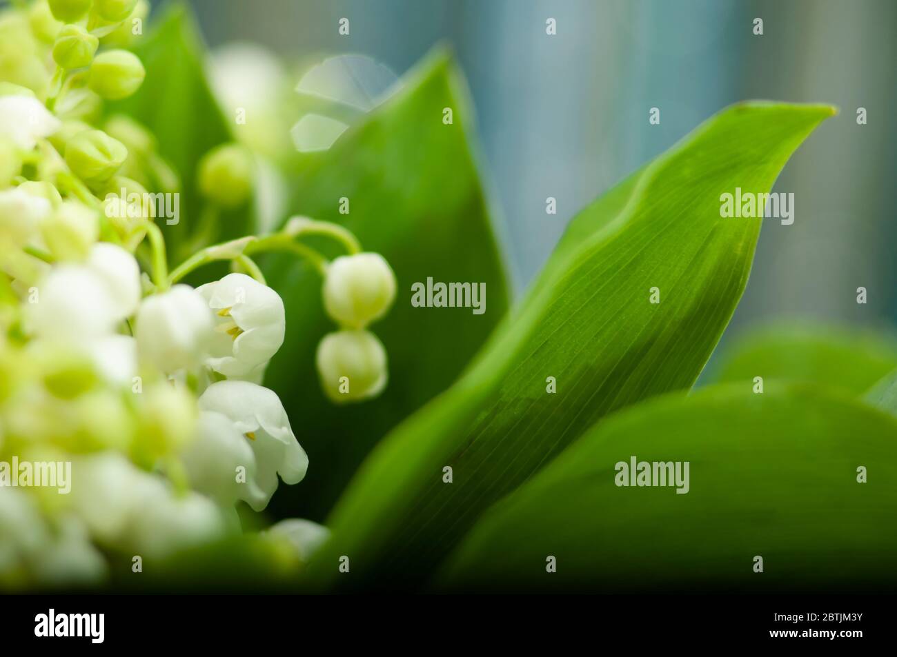 In der Nähe von Maiglöckchen. Stockfoto