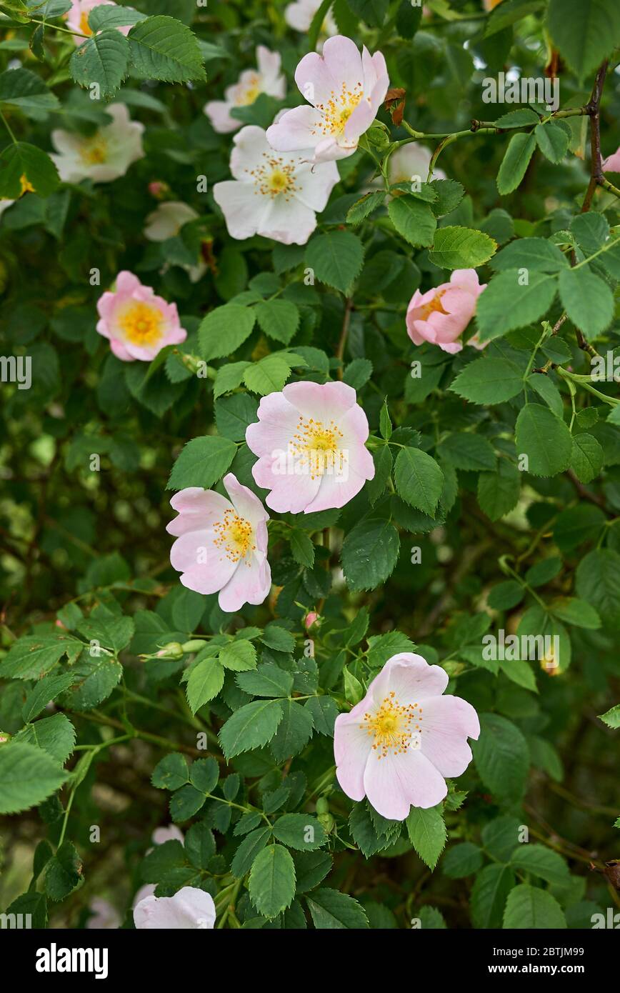 Rosa canina rosa Blütenstand Stockfoto