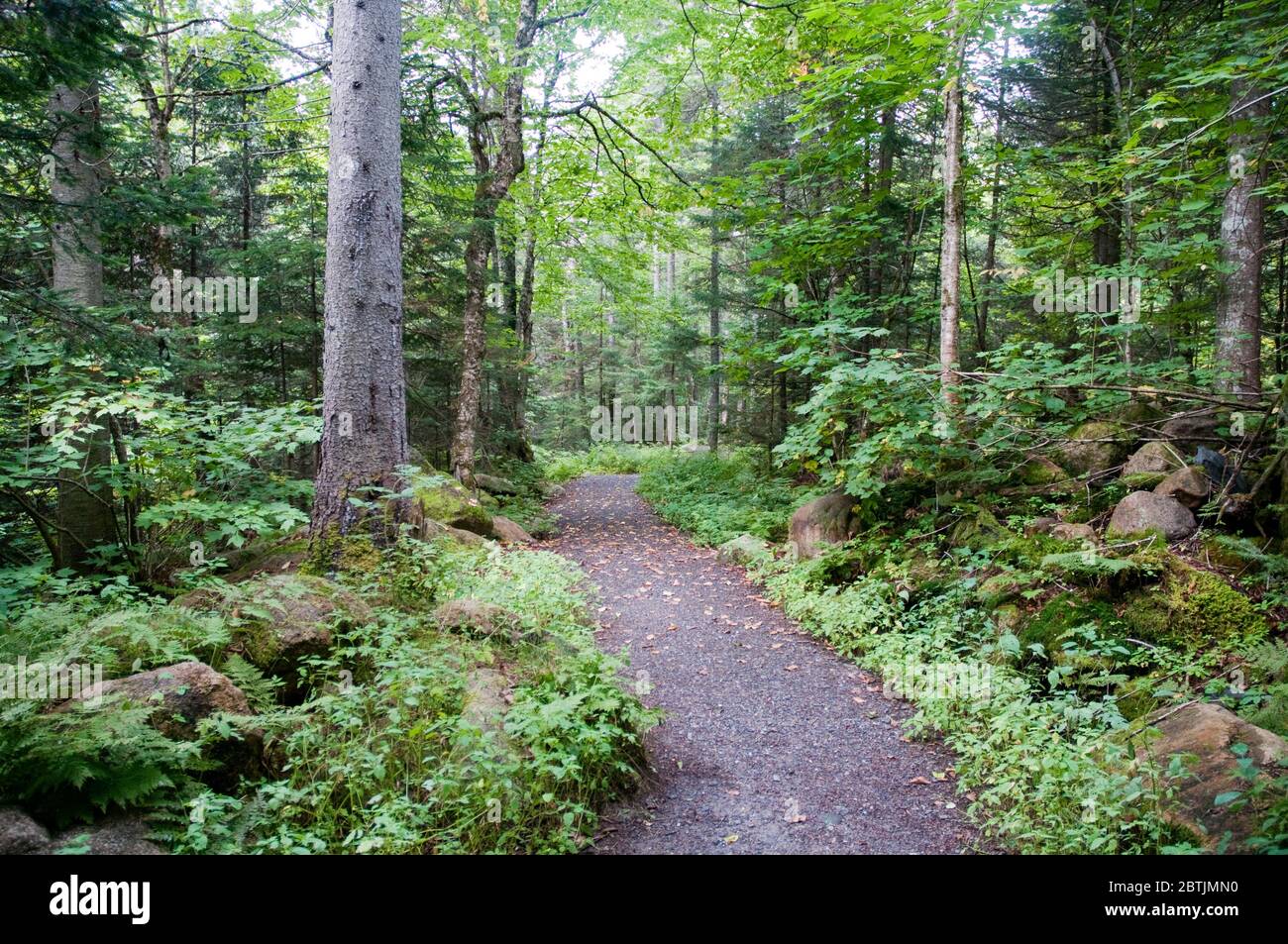 Ein Wanderweg in einem Laubwald im Mont Megantic Nationalpark in der Nähe von Notre Dame des Bois in Estrie, Appalachia, Eastern Townships, Quebec, Kanada. Stockfoto