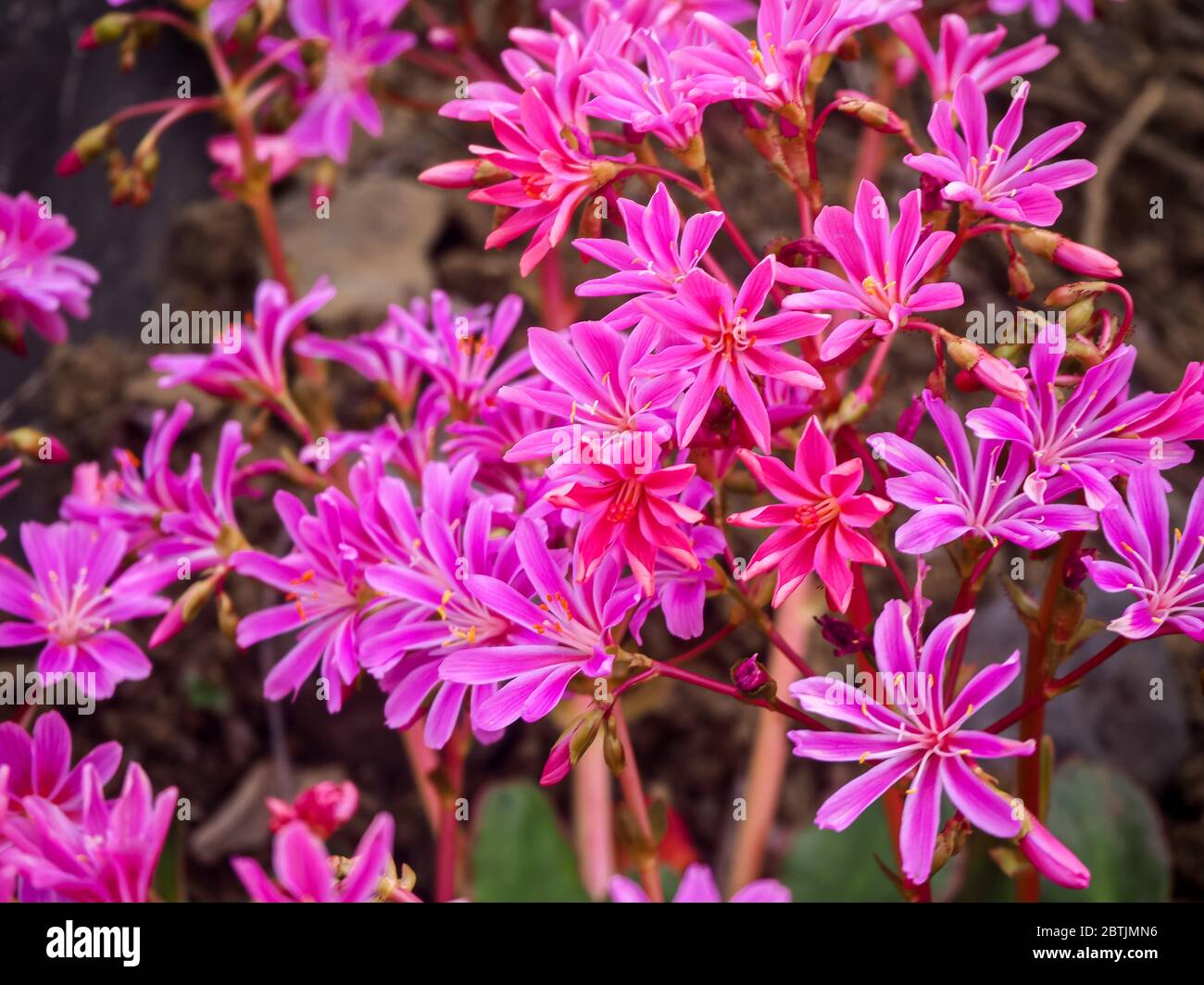 Nahaufnahme der schönen leuchtend rosa Blüten von Lewisia cotyledon in einem Garten Stockfoto