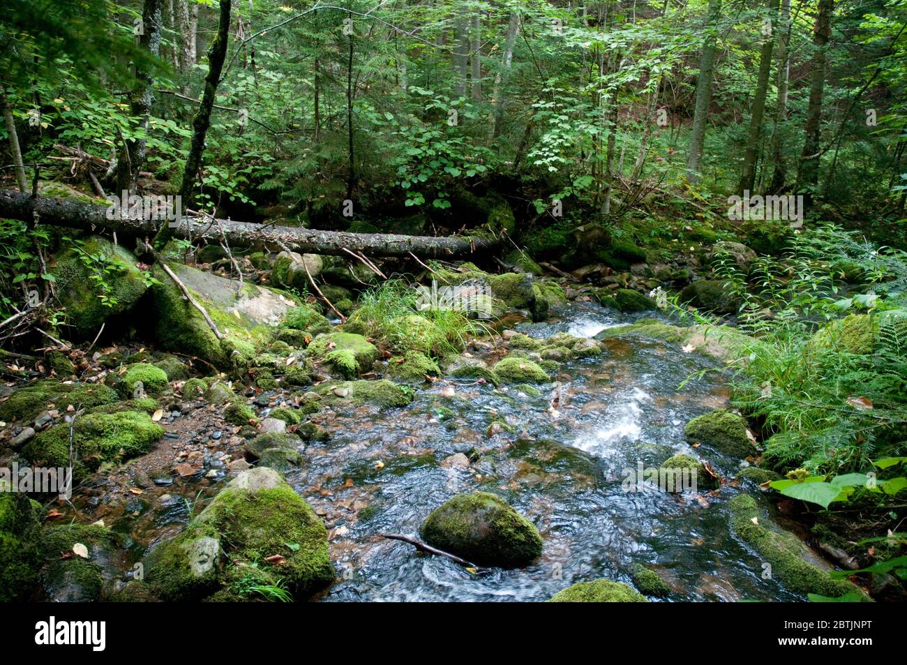 Ein Fluss und ein Moos Laubwald im Mont Megantic Nationalpark in der Nähe von Notre Dame des Bois in Estrie, Appalachia, Eastern Townships, Quebec, Kanada. Stockfoto